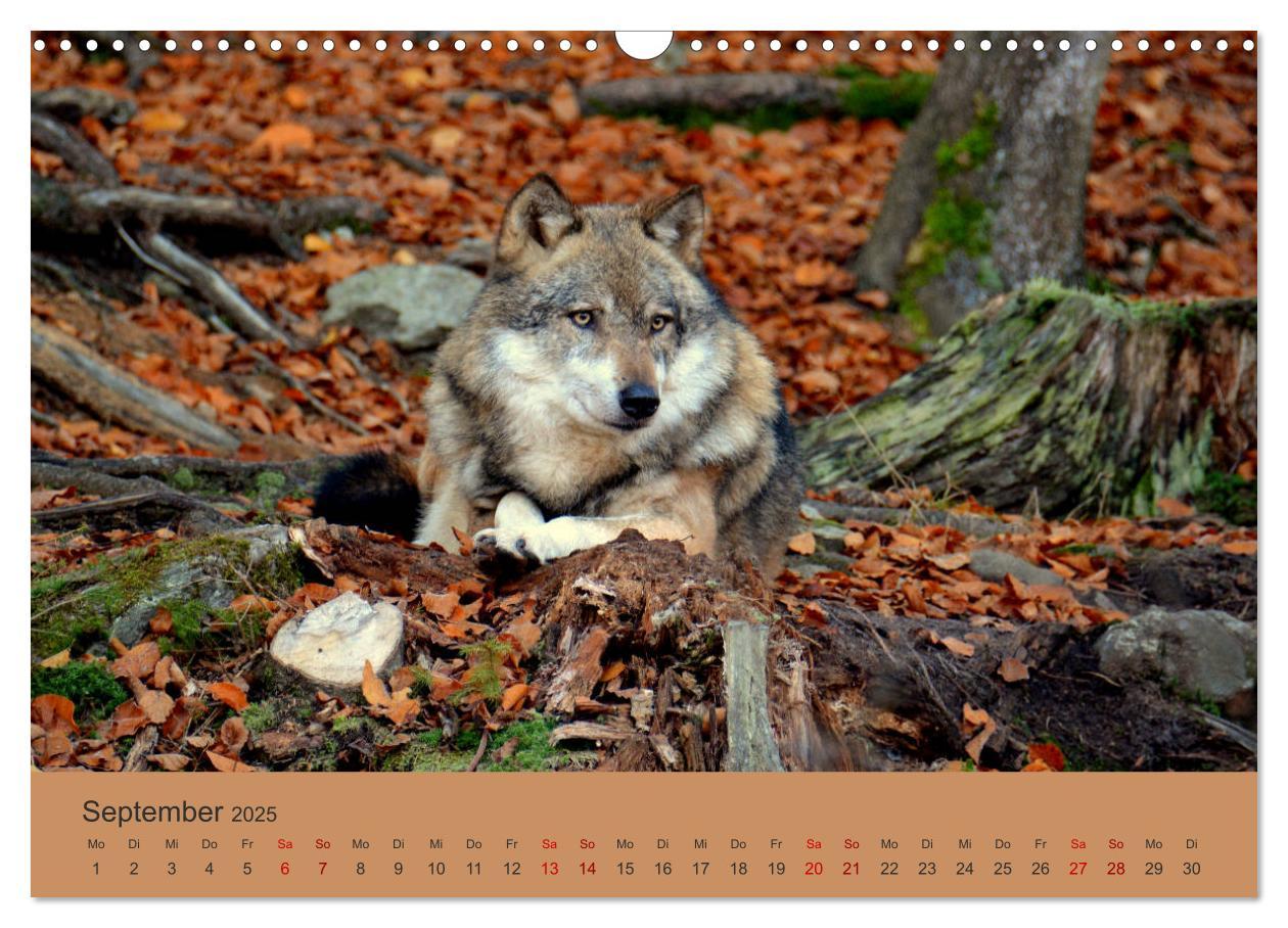 Bild: 9783435393398 | Begegnungen DER WOLF (Wandkalender 2025 DIN A3 quer), CALVENDO...