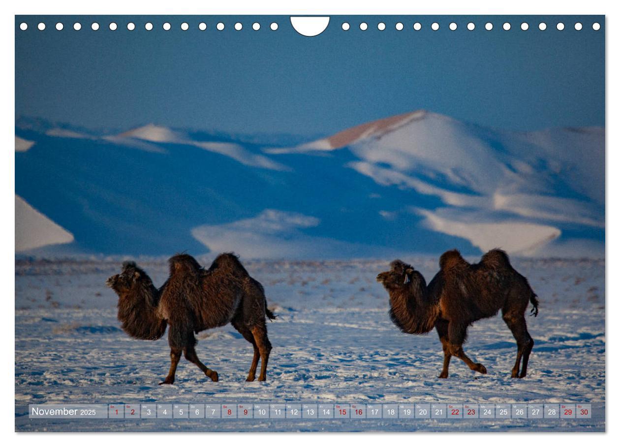 Bild: 9783435342501 | Mongolei - imposantes Land (Wandkalender 2025 DIN A4 quer),...