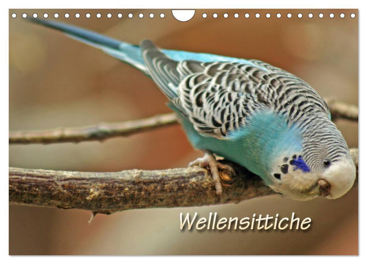 Cover: 9783435789207 | Wellensittiche (Wandkalender 2025 DIN A4 quer), CALVENDO...