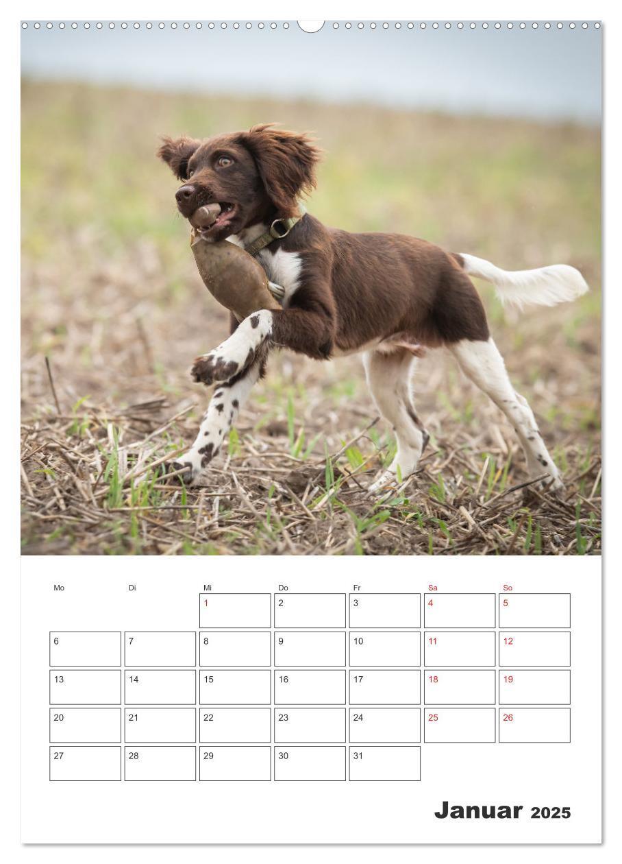 Bild: 9783457163405 | Geboren um zu Jagen. Der kleine Münsterländer (Wandkalender 2025...