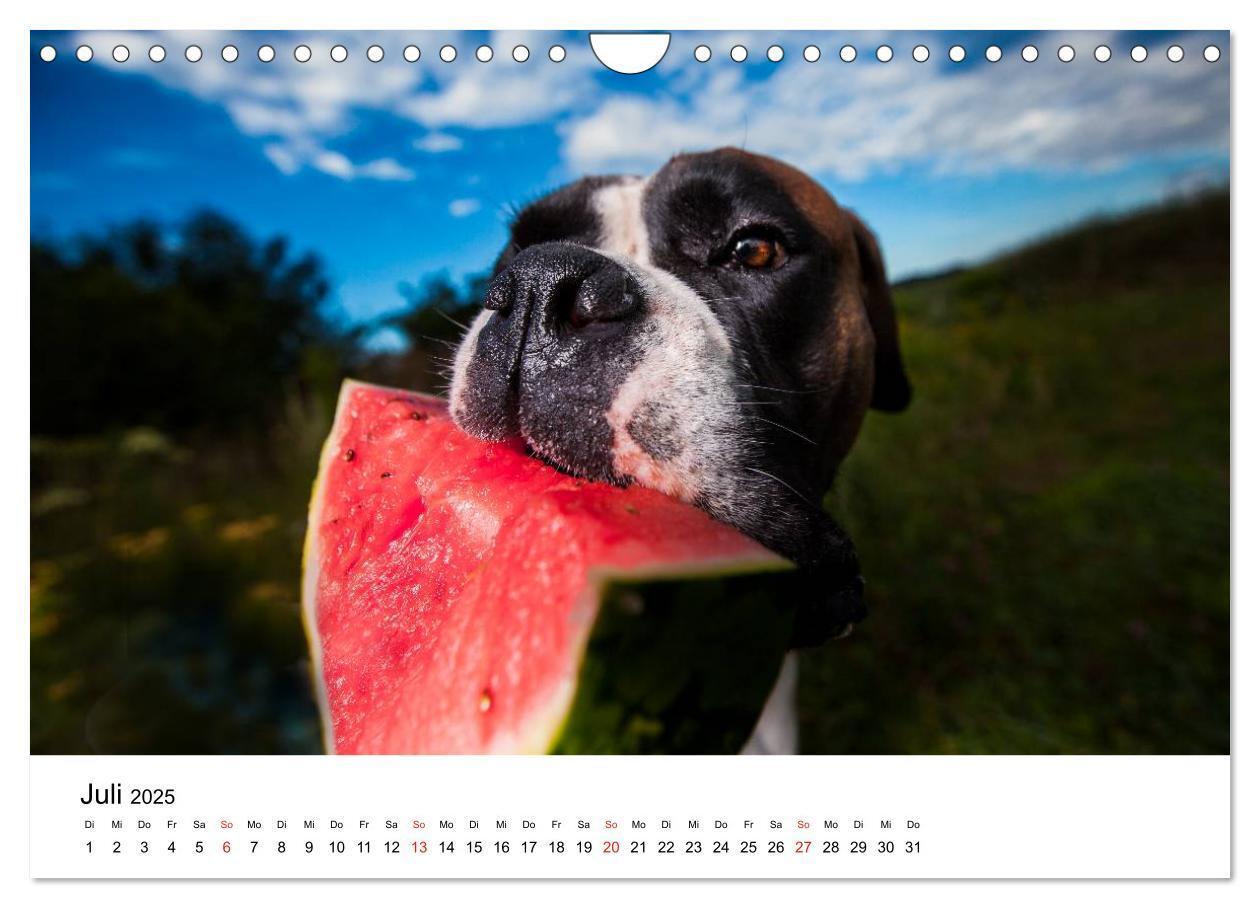 Bild: 9783435614523 | Deutscher Boxer (Wandkalender 2025 DIN A4 quer), CALVENDO...