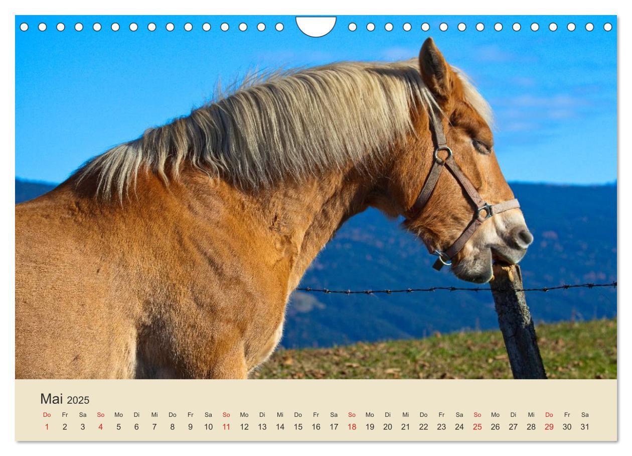 Bild: 9783435493708 | Wir sind die Stars am Bauernhof (Wandkalender 2025 DIN A4 quer),...