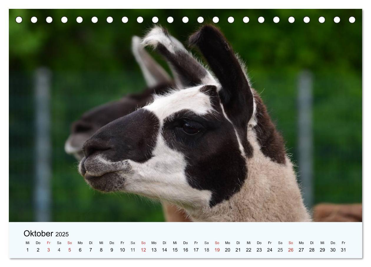 Bild: 9783435482511 | Die Kameliden. Hübsche Kamele, Lamas und Alpakas (Tischkalender...