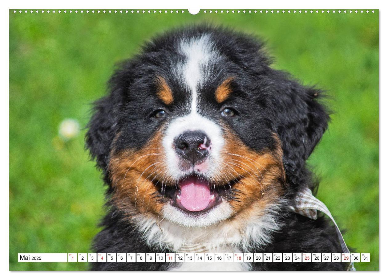 Bild: 9783435212460 | Kleine Herzen auf 4 Pfoten - Berner Sennenhunde (hochwertiger...