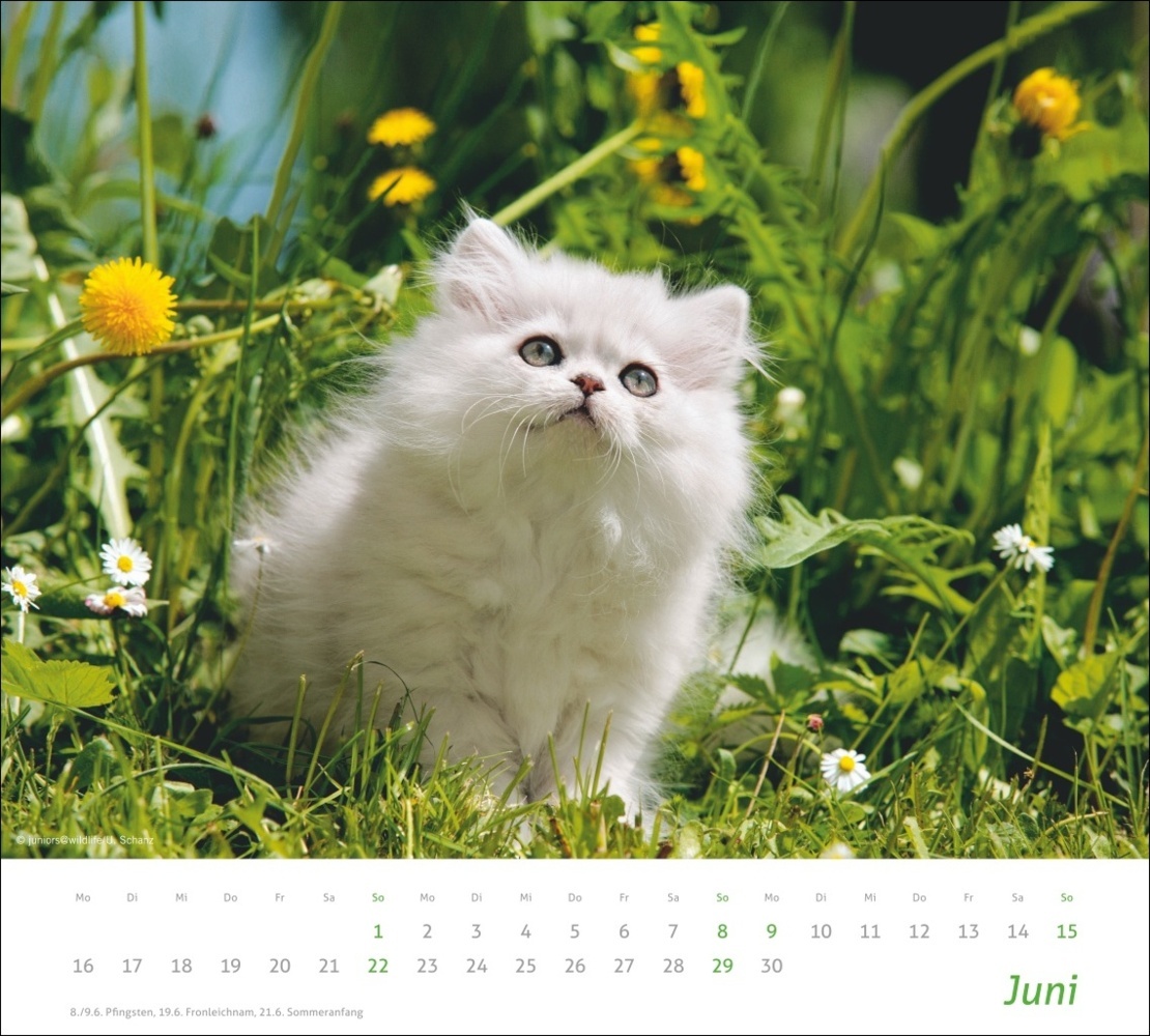 Bild: 9783756406852 | Katzen Bildkalender 2025 | Kalender | Spiralbindung | 14 S. | Deutsch