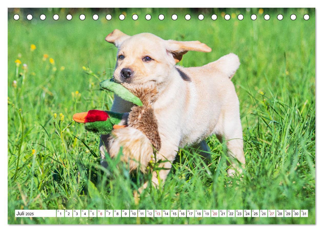 Bild: 9783435210121 | Labrador Retriever Welpen - Kleine Weltentdecker (Tischkalender...