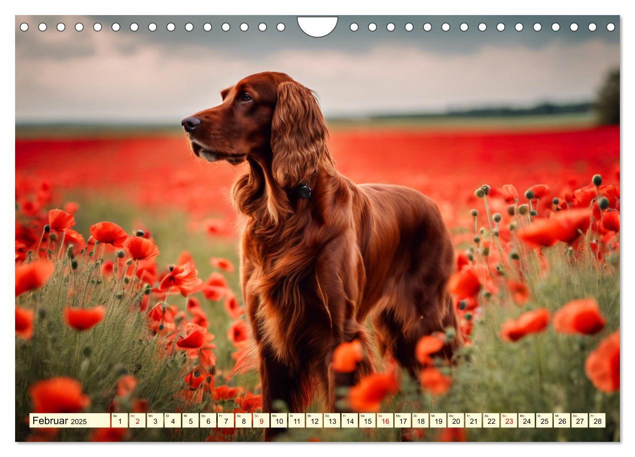 Bild: 9783435010844 | Irish Setter - Anmut pur (Wandkalender 2025 DIN A4 quer), CALVENDO...