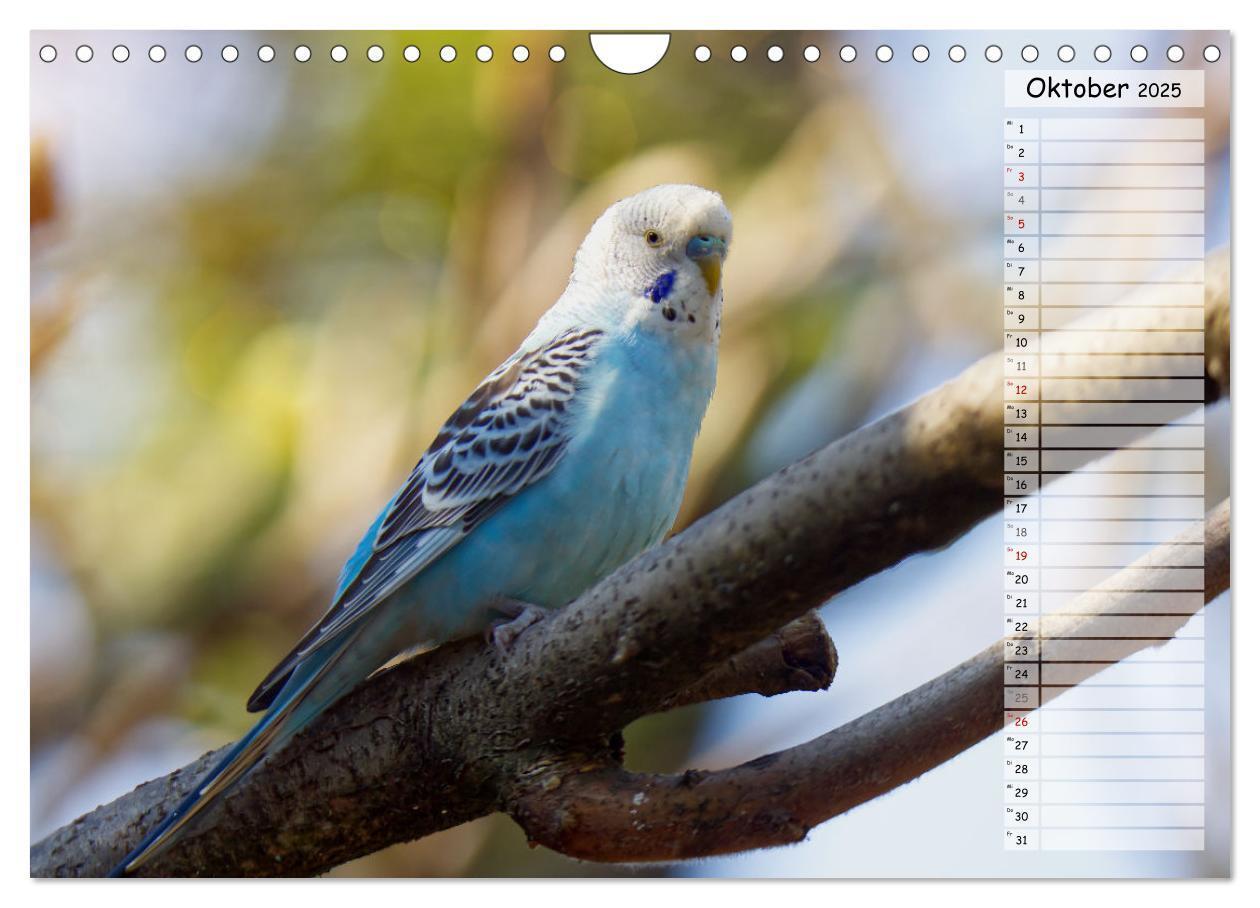 Bild: 9783383939884 | Zauberhafte Wellensittiche (Wandkalender 2025 DIN A4 quer),...