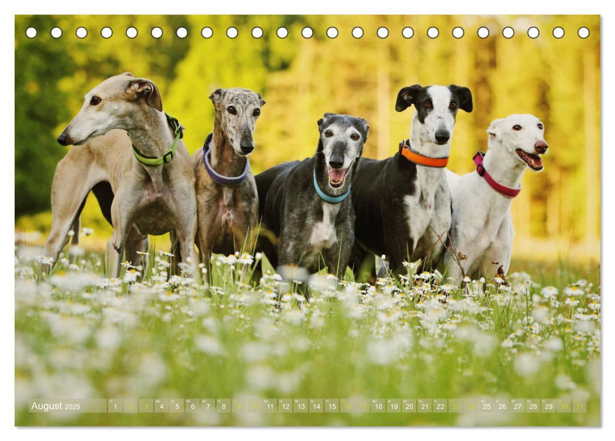 Bild: 9783435438389 | Zauberhafte Windhunde (Tischkalender 2025 DIN A5 quer), CALVENDO...