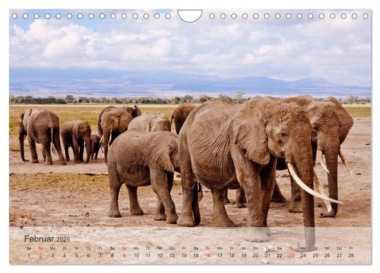 Bild: 9783435606573 | Afrikas schöne Tierwelt (Wandkalender 2025 DIN A4 quer), CALVENDO...