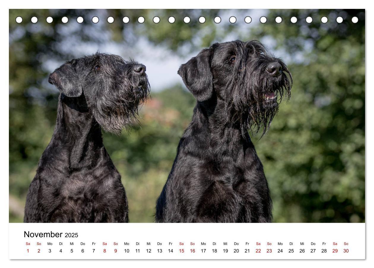 Bild: 9783435413430 | Schnauzer... von Zwergen und Riesen 2025 (Tischkalender 2025 DIN A5...