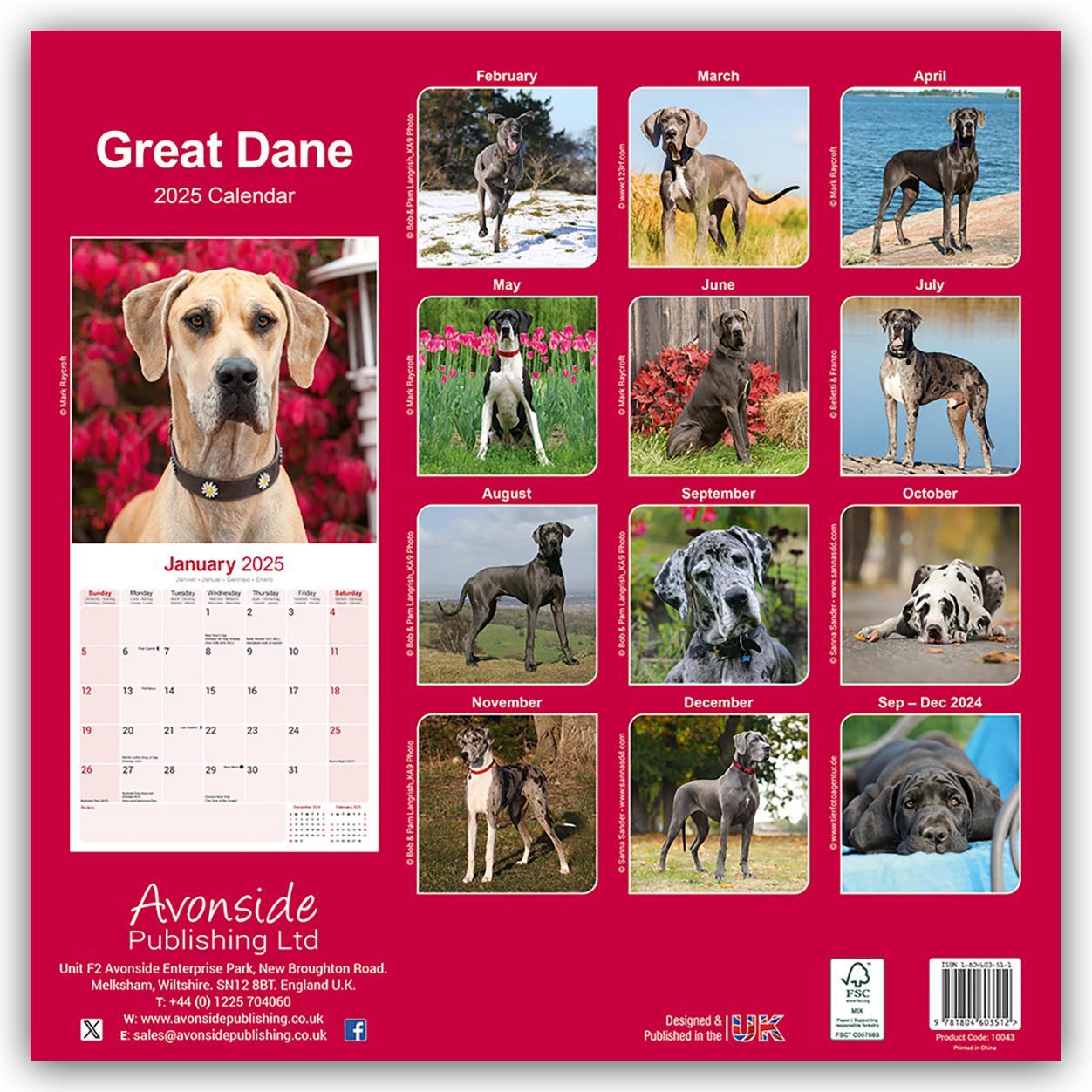 Rückseite: 9781804603512 | Great Dane - Dänische Dogge 2025 - 16-Monatskalender | Ltd | Kalender