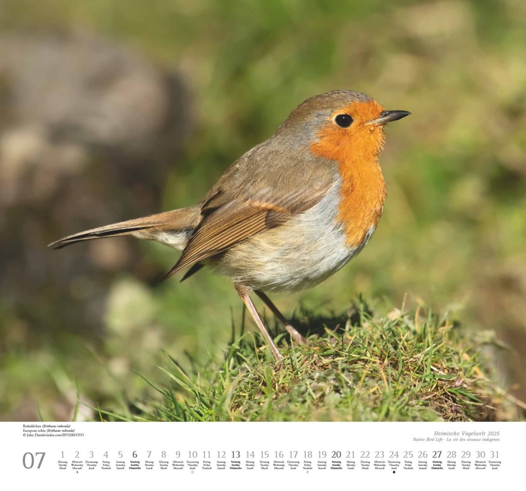 Bild: 4250809653525 | Heimische Vogelwelt 2025 - DUMONT Wandkalender - mit den...