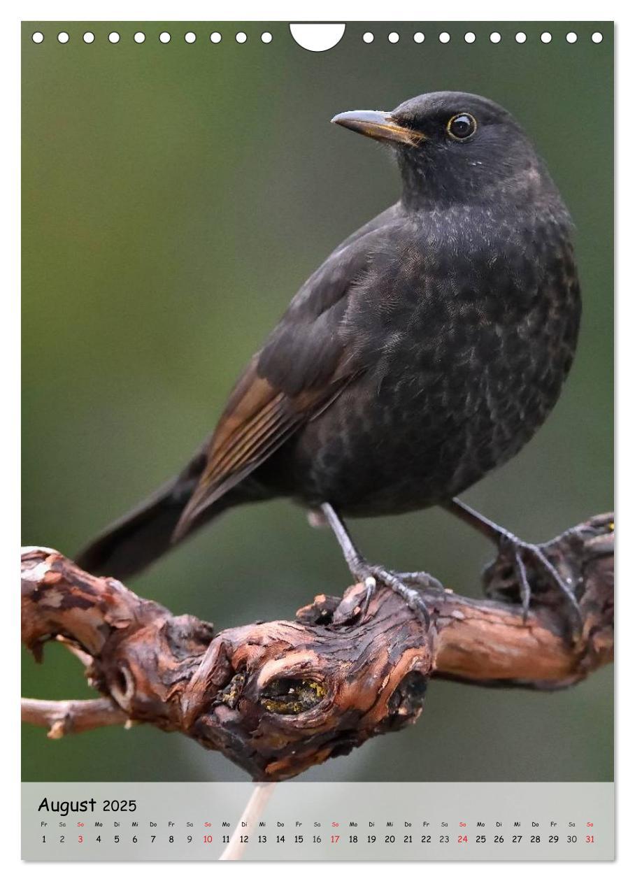 Bild: 9783457043684 | Vögel im heimischen Garten (Wandkalender 2025 DIN A4 hoch),...