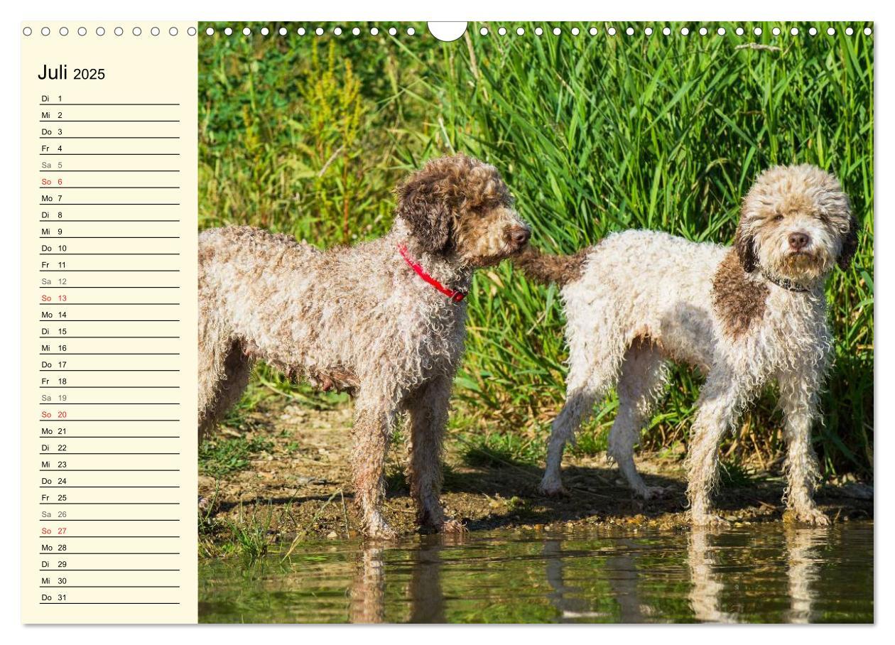 Bild: 9783435544912 | Lagotto Romagnolo - Italienischer Trüffelhund (Wandkalender 2025...