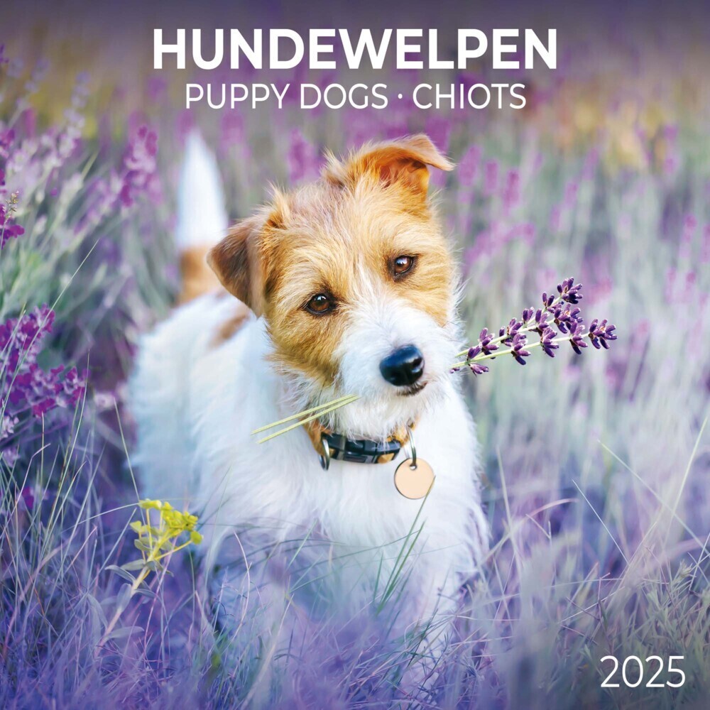 Cover: 9783959294560 | Puppy Dogs/Hundewelpen 2025 | Kalender 2025 | Kalender | Drahtheftung