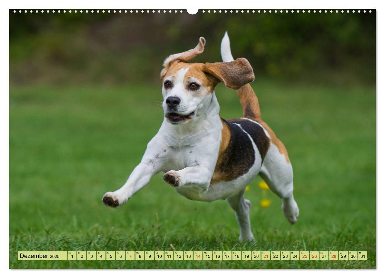 Bild: 9783435573707 | Beagle - Herz auf 4 Pfoten (hochwertiger Premium Wandkalender 2025...