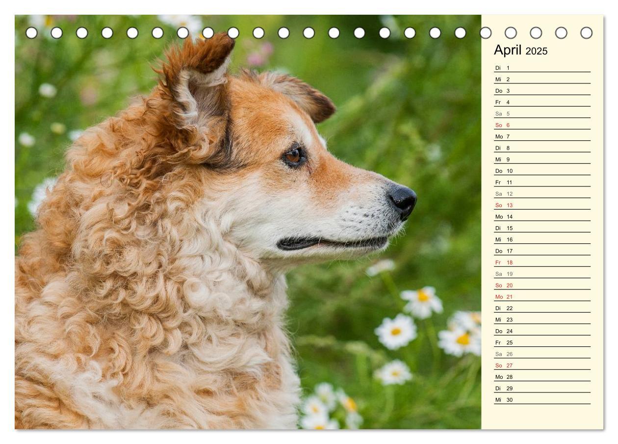 Bild: 9783435540587 | Altdeutsche Hütehunde - Fast vergessen (Tischkalender 2025 DIN A5...