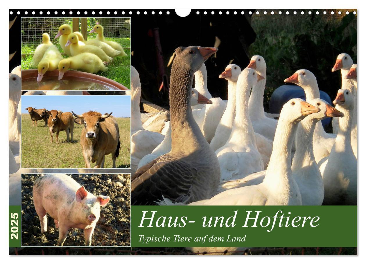 Cover: 9783435400744 | Haus- und Hoftiere (Wandkalender 2025 DIN A3 quer), CALVENDO...