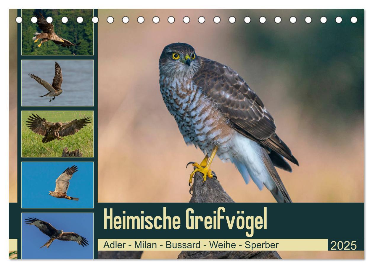 Cover: 9783435110582 | Heimische GREIFVÖGEL Adler Milan Bussard Weihe Sperber...