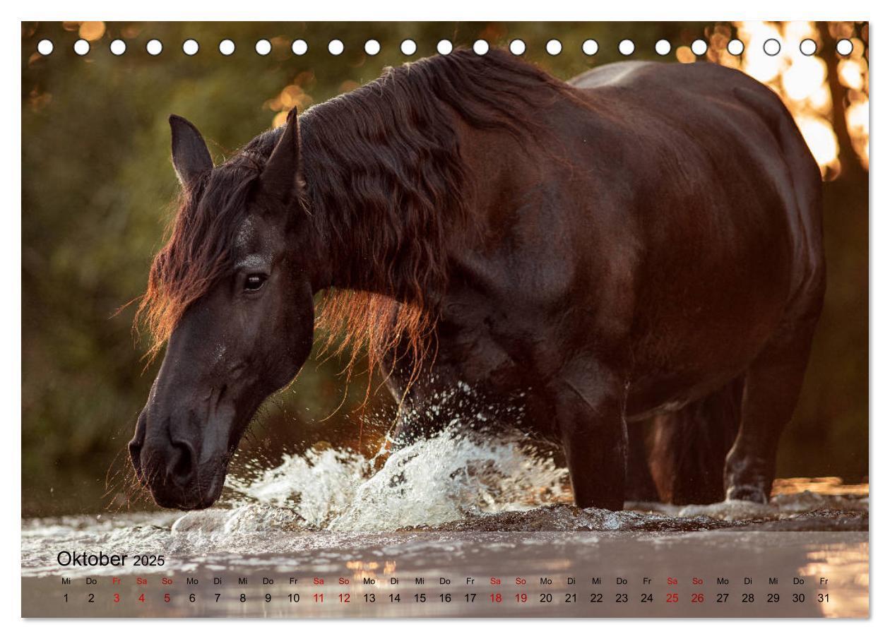 Bild: 9783435288441 | Pferdezauber 2025 (Tischkalender 2025 DIN A5 quer), CALVENDO...