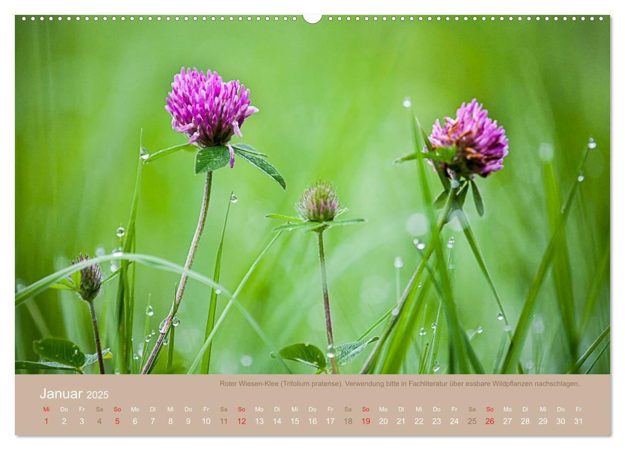 Bild: 9783435662128 | WILD, ESSBAR UND GESUND Essbare Wildpflanzen (Wandkalender 2025 DIN...