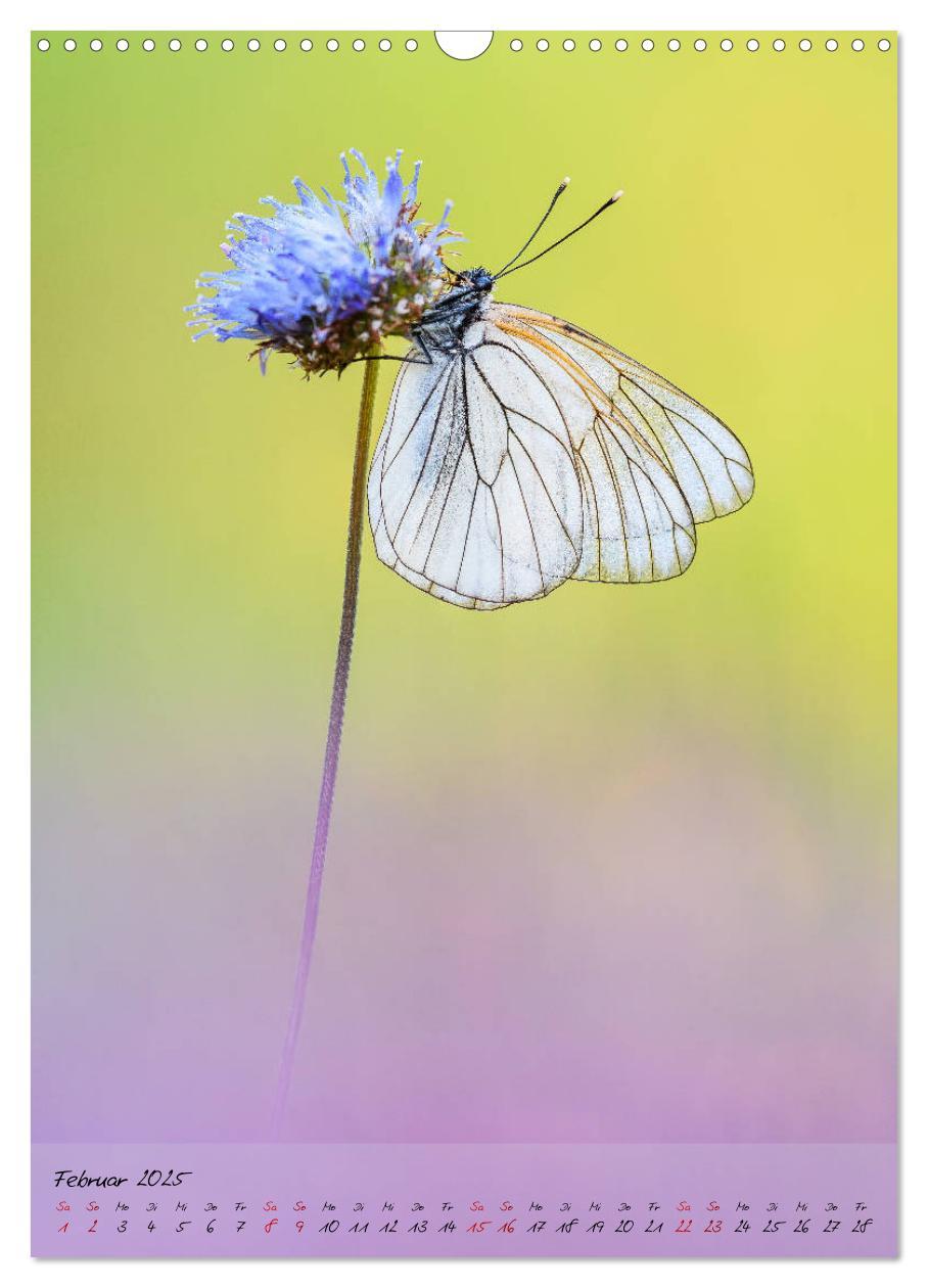 Bild: 9783435976324 | Kunterbuntes Gartenleben - Schmetterlinge in Gärten und Parks...