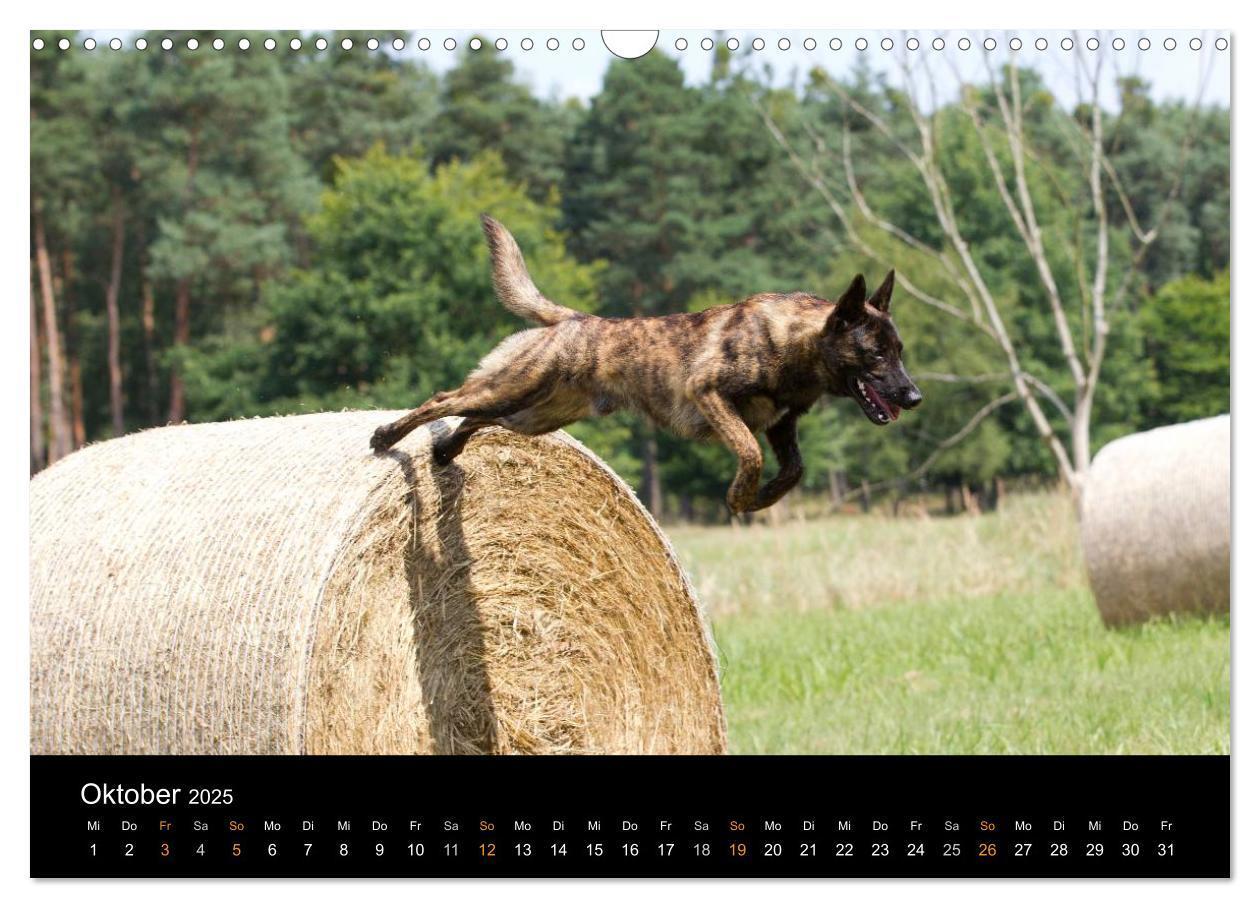 Bild: 9783435687244 | Holländischer Schäferhund (Wandkalender 2025 DIN A3 quer), CALVENDO...