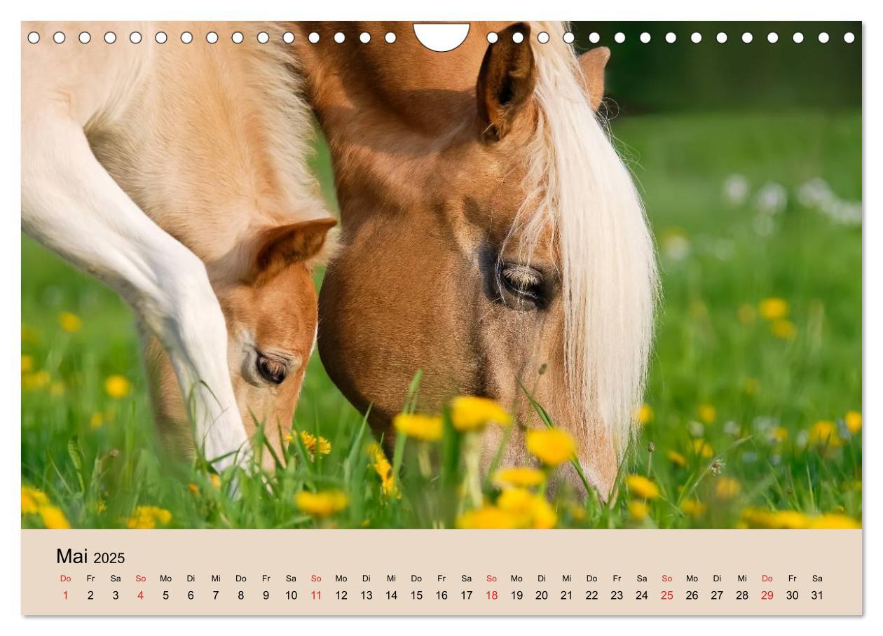 Bild: 9783435786534 | Haflinger Fohlen (Wandkalender 2025 DIN A4 quer), CALVENDO...