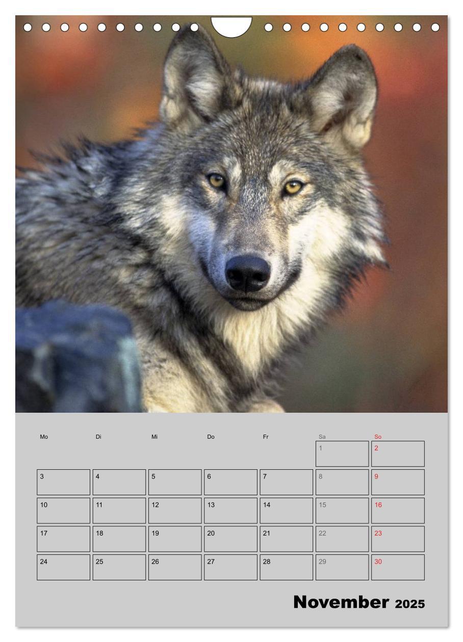 Bild: 9783457024201 | Wolf-Gesichter (Wandkalender 2025 DIN A4 hoch), CALVENDO...