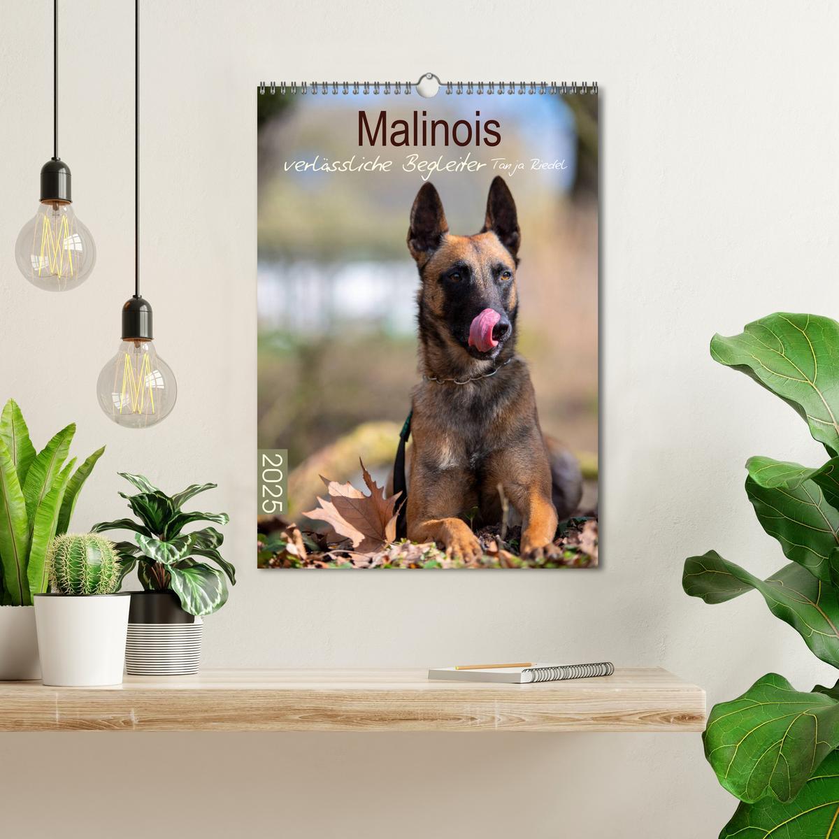 Bild: 9783435947065 | Malinois verlässliche Begleiter (Wandkalender 2025 DIN A3 hoch),...