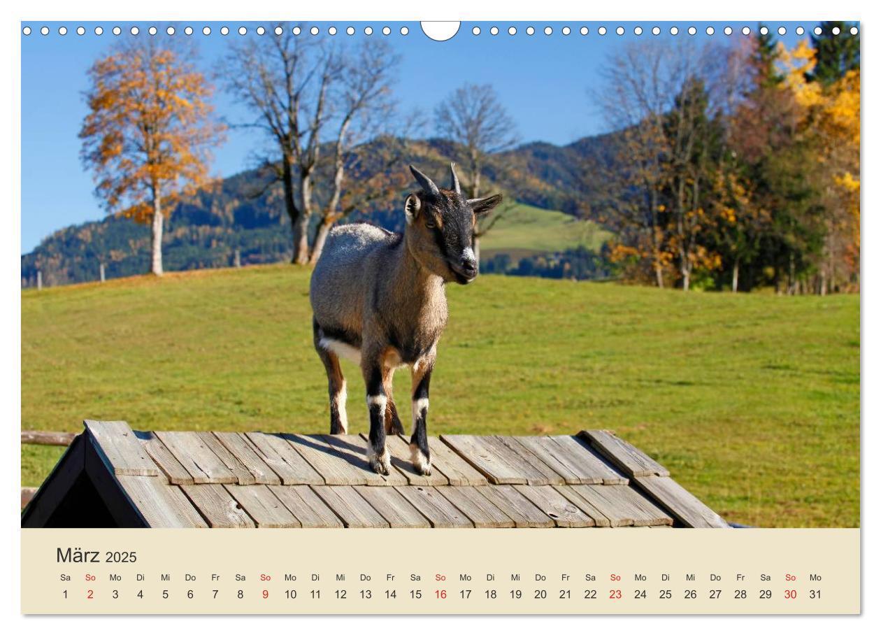 Bild: 9783435493333 | Wir sind die Stars am Bauernhof (Wandkalender 2025 DIN A3 quer),...