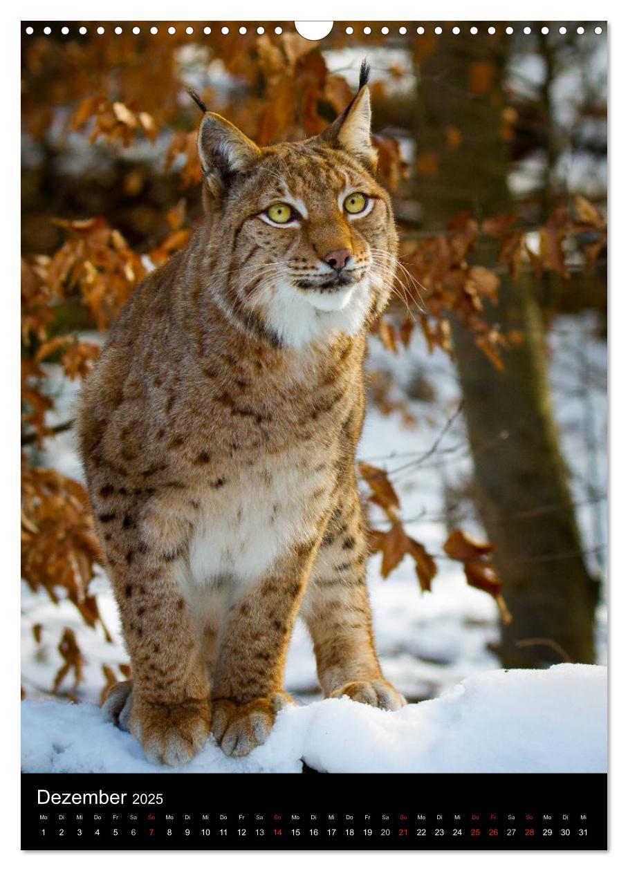 Bild: 9783457007044 | Der Luchs - Europas größte Samtpfote (Wandkalender 2025 DIN A3...