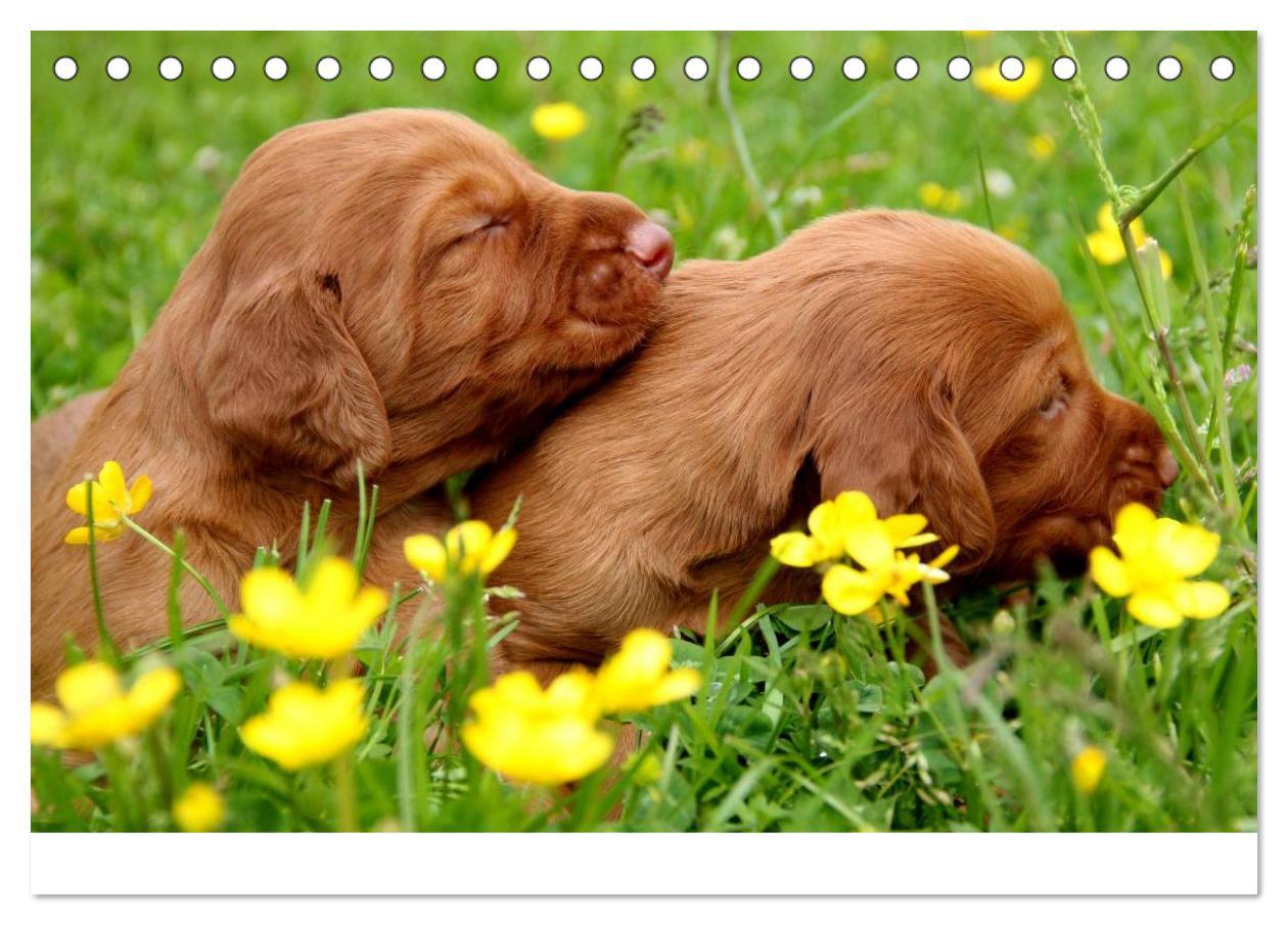 Bild: 9783435765348 | Magyar Vizsla Welpen (Tischkalender 2025 DIN A5 quer), CALVENDO...