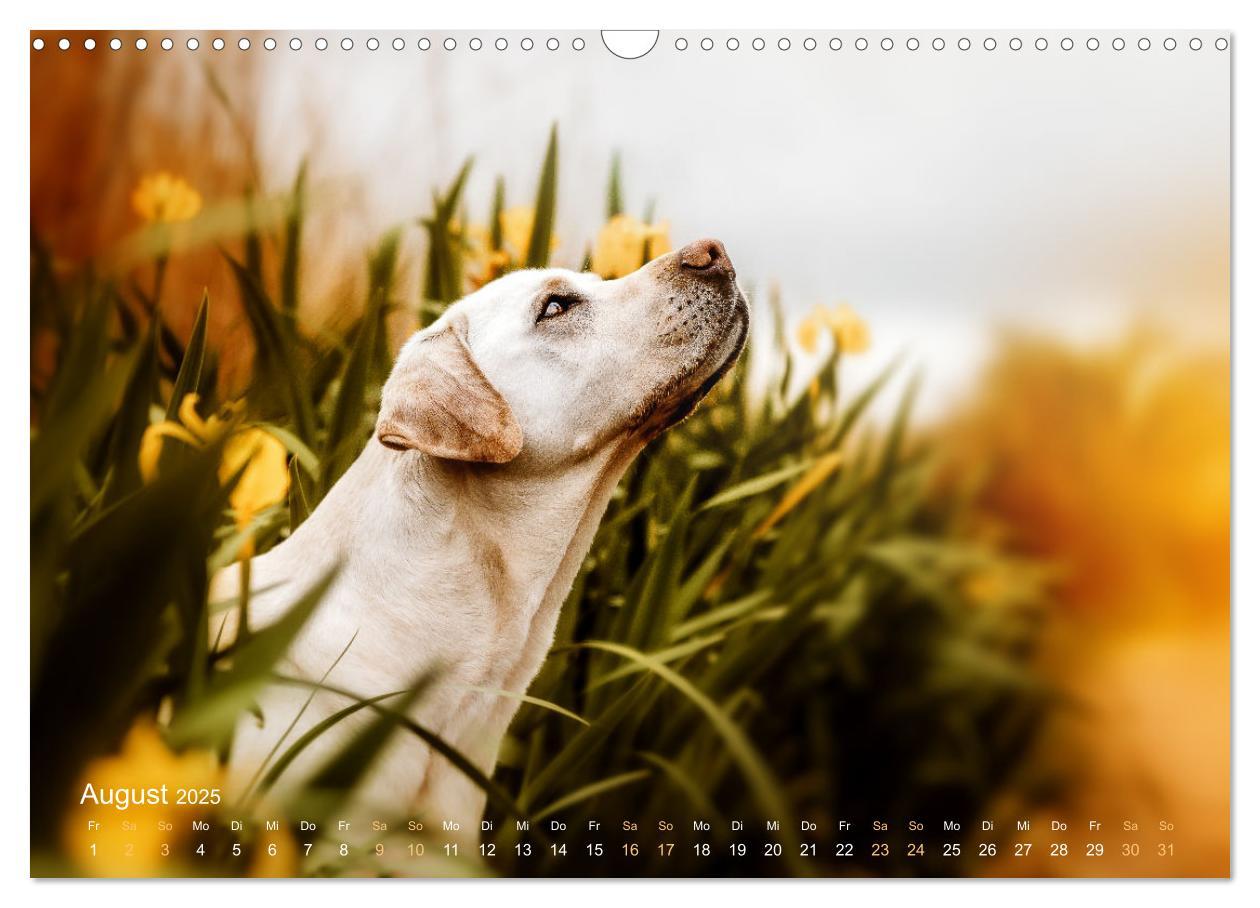 Bild: 9783435018505 | Verzauberung Labrador Retriever 2025 (Wandkalender 2025 DIN A3...