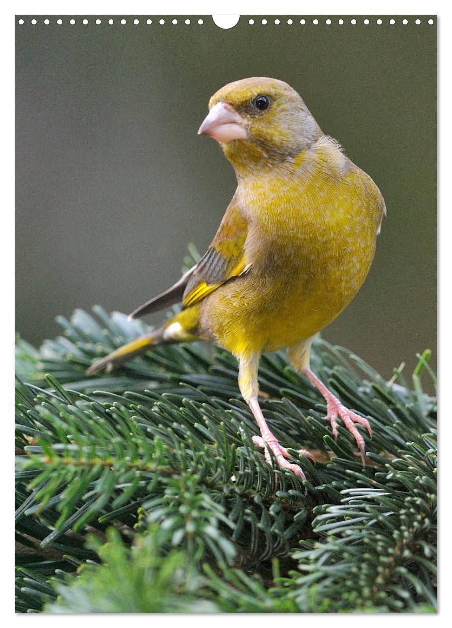 Bild: 9783457043295 | Vögel im heimischen Garten (Wandkalender 2025 DIN A3 hoch),...