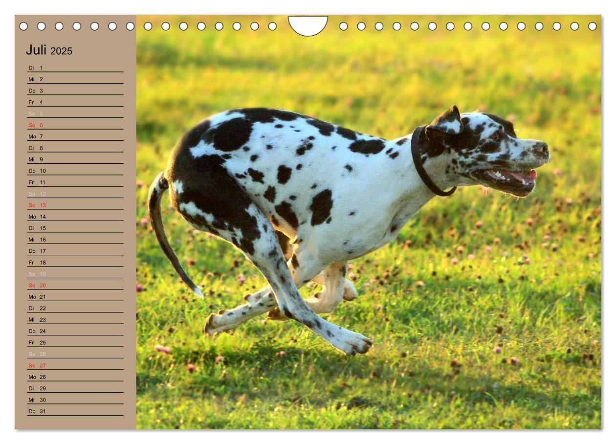 Bild: 9783435492305 | Deutsche Doggen - Sanfte Riesen (Wandkalender 2025 DIN A4 quer),...