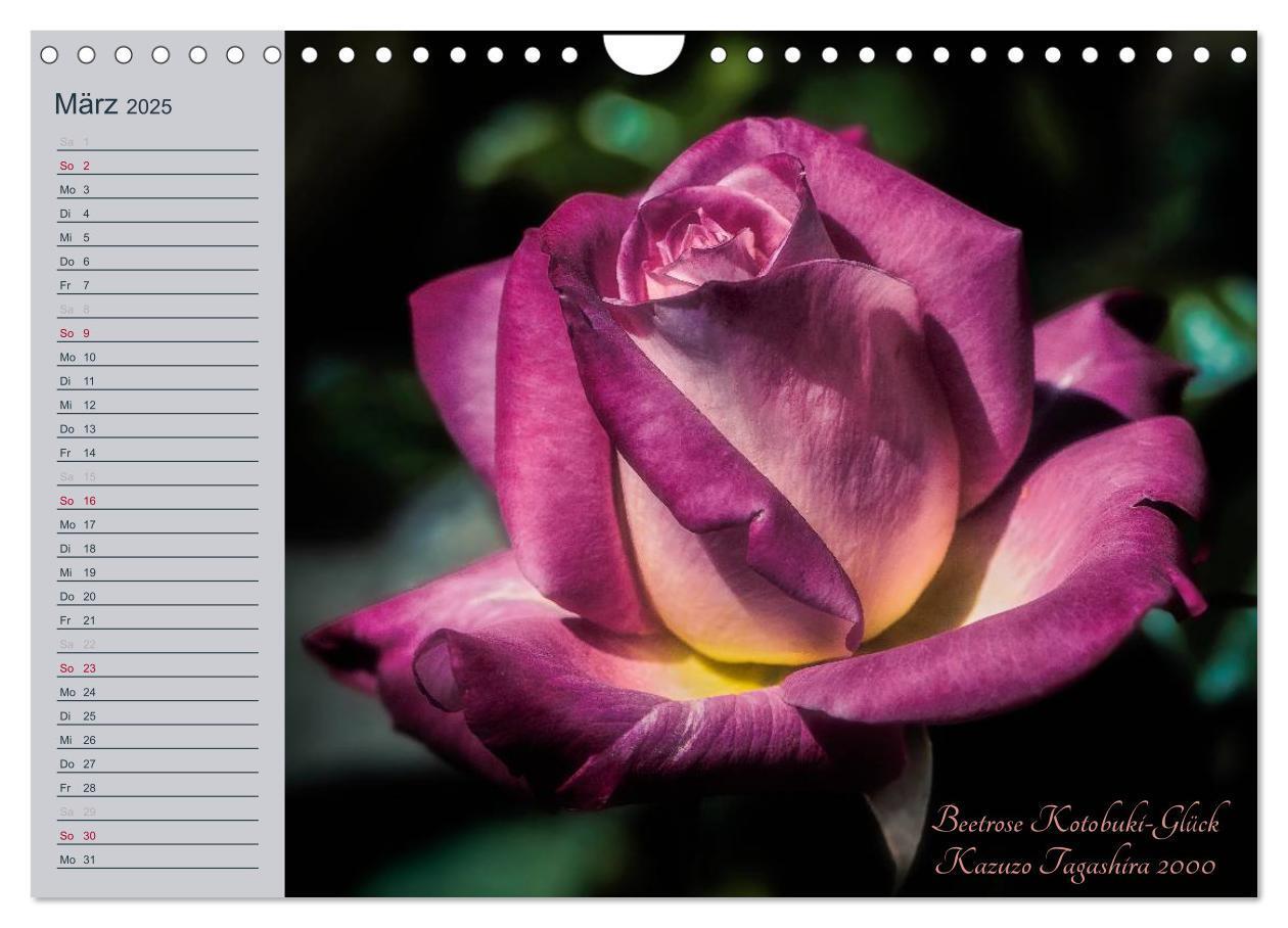 Bild: 9783435578344 | Kurfürstliche Rosen Eltville am Rhein (Wandkalender 2025 DIN A4...