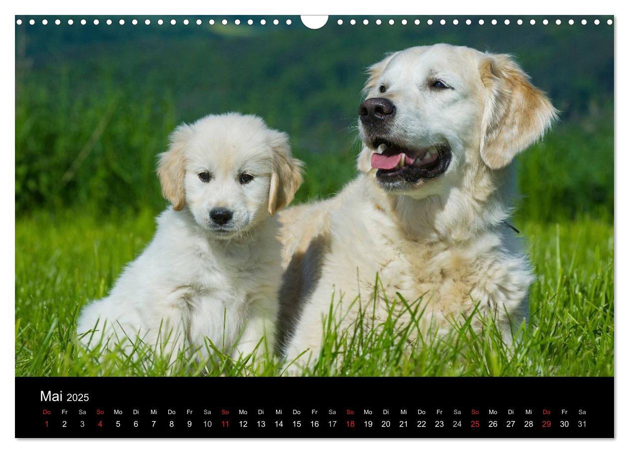 Bild: 9783435802050 | Golden Retriever - Ein Herz auf 4 Pfoten (Wandkalender 2025 DIN A3...