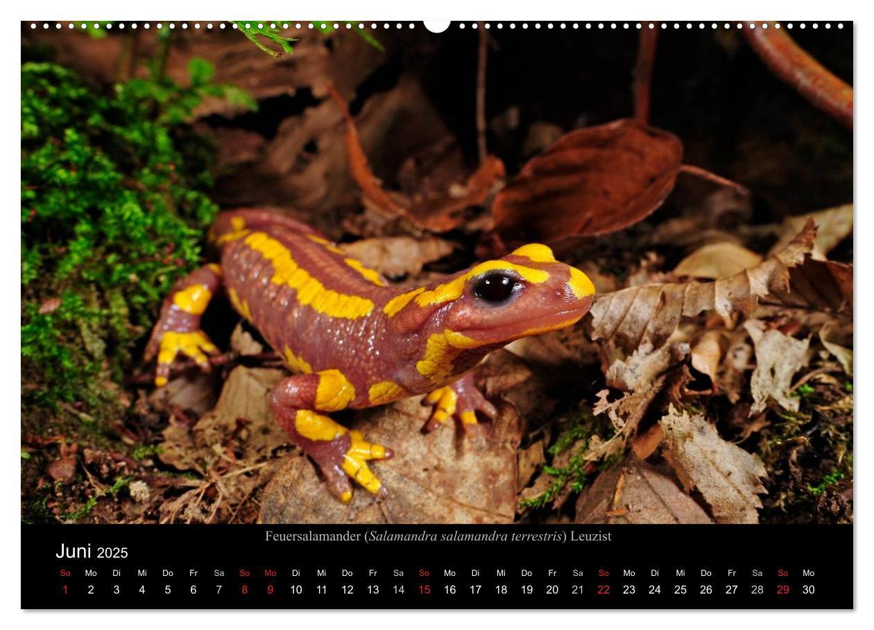 Bild: 9783435771837 | Salamander und Molche (Wandkalender 2025 DIN A2 quer), CALVENDO...