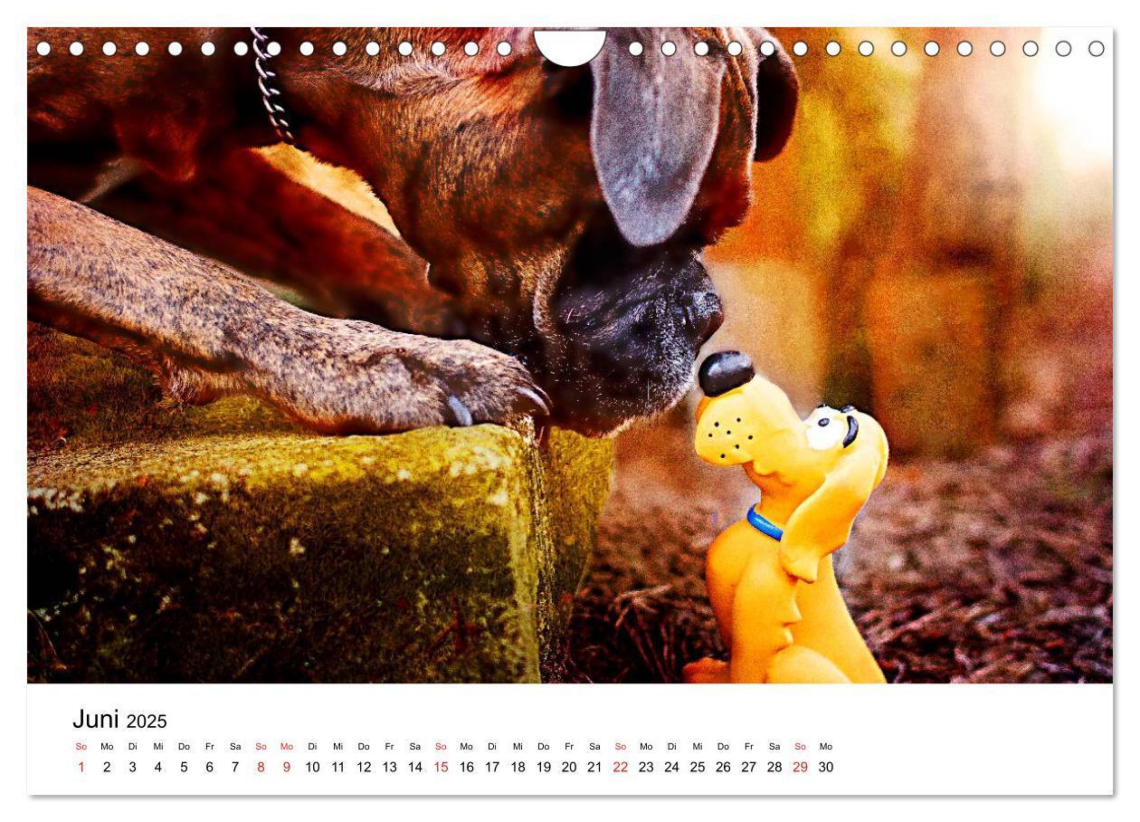 Bild: 9783435614523 | Deutscher Boxer (Wandkalender 2025 DIN A4 quer), CALVENDO...