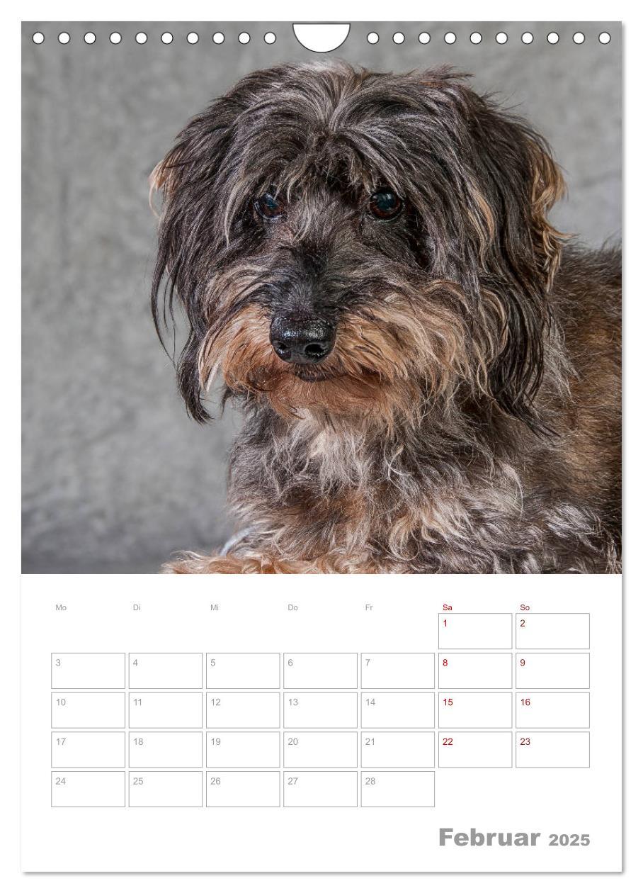 Bild: 9783435974030 | Dackelportraits (Wandkalender 2025 DIN A4 hoch), CALVENDO...