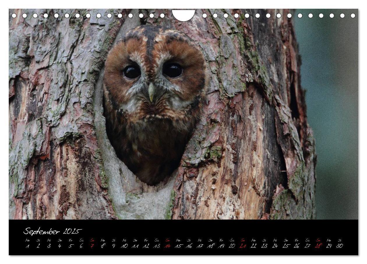 Bild: 9783435719631 | Heimische Eulen und Greife (Wandkalender 2025 DIN A4 quer),...