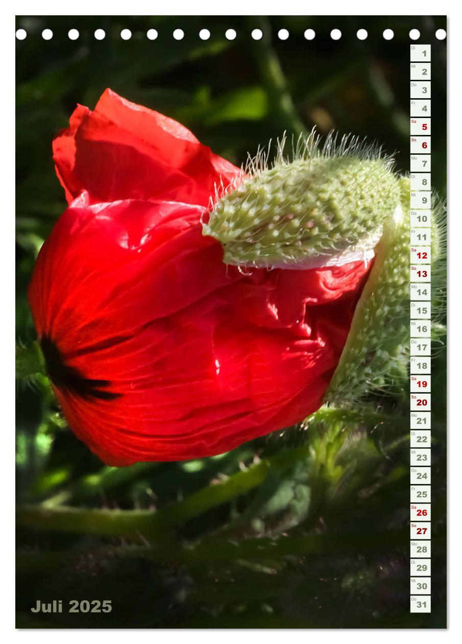 Bild: 9783435926992 | Es werde Mohn (Tischkalender 2025 DIN A5 hoch), CALVENDO...