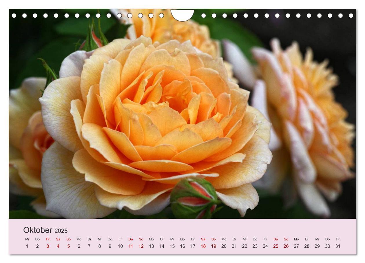 Bild: 9783435453566 | Rosen Reigen im Garten (Wandkalender 2025 DIN A4 quer), CALVENDO...