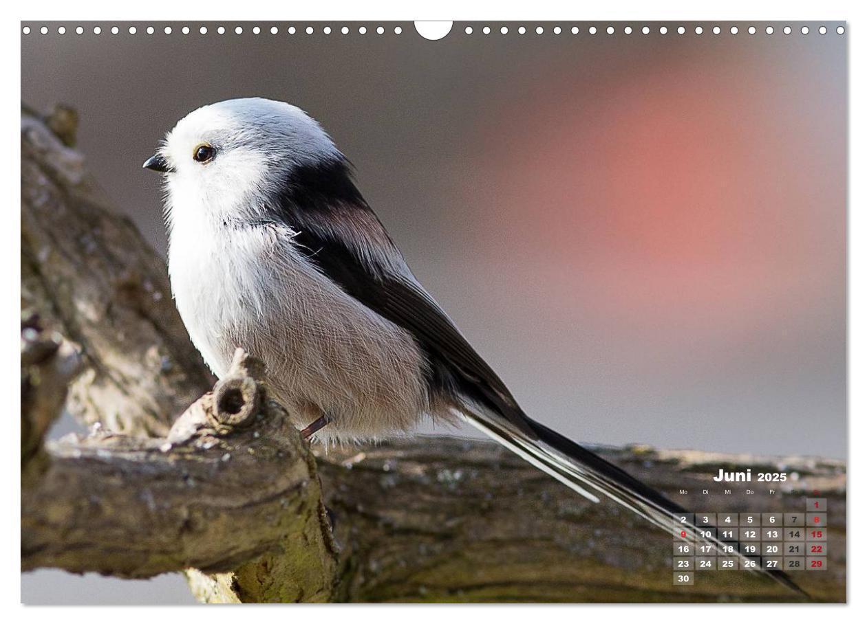 Bild: 9783435728817 | NATUR PUR - Singvögel ganz nah (Wandkalender 2025 DIN A3 quer),...