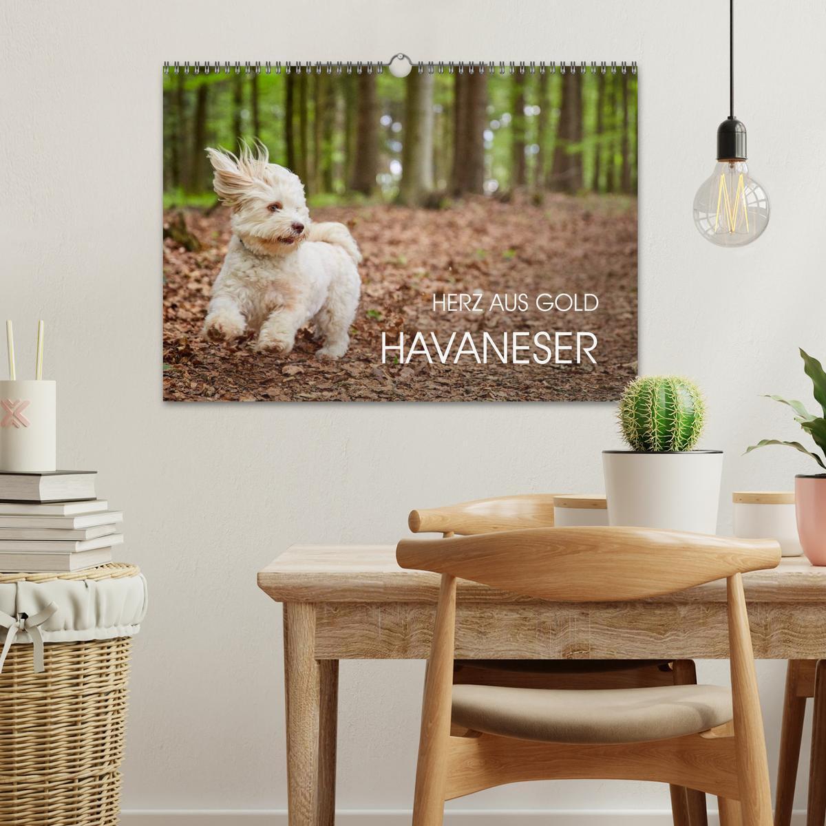 Bild: 9783435503711 | Havaneser - Herz aus Gold (Wandkalender 2025 DIN A3 quer), CALVENDO...