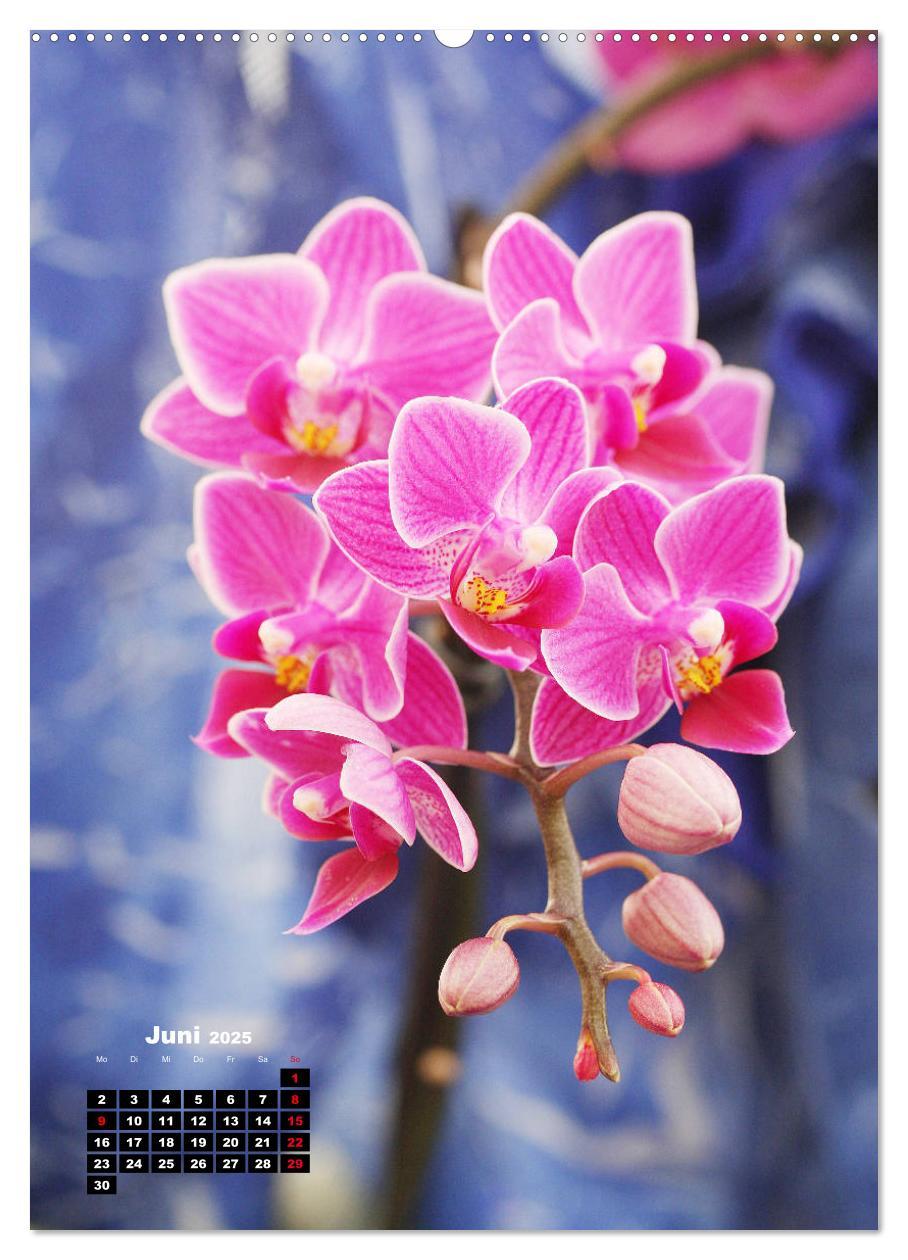 Bild: 9783435942480 | Kleine Orchideenschätze (Wandkalender 2025 DIN A2 hoch), CALVENDO...