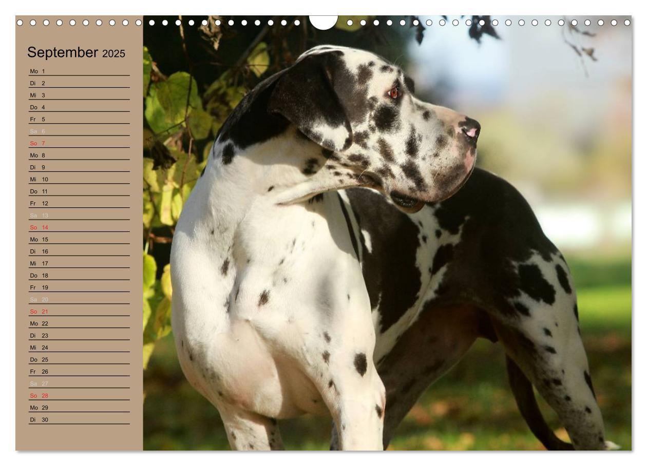 Bild: 9783435491841 | Deutsche Doggen - Sanfte Riesen (Wandkalender 2025 DIN A3 quer),...