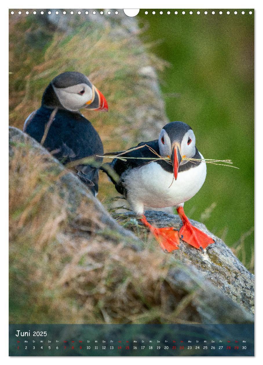 Bild: 9783435848843 | Naturerlebnis Puffin (Wandkalender 2025 DIN A3 hoch), CALVENDO...